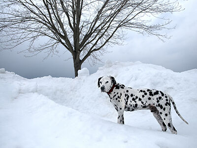 Ultra paws best sale weathermaster dog snowsuit