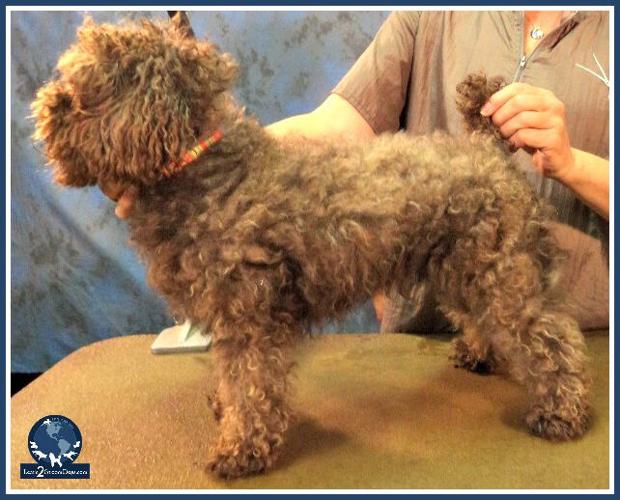 Three Options for Clients with Matted Dogs | Grooming Business |  petbusiness.com