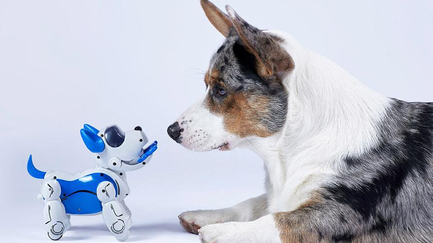 The New Age of Pet Tech