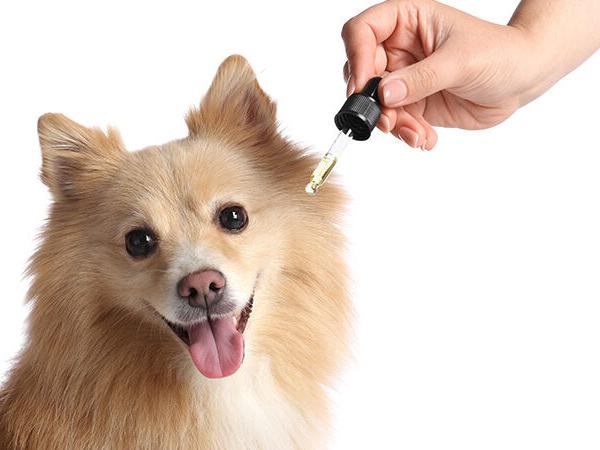 The Latest Developments  in CBD for Pets