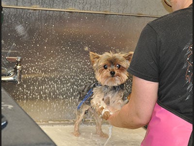 How to Trim a Yorkshire Terrier