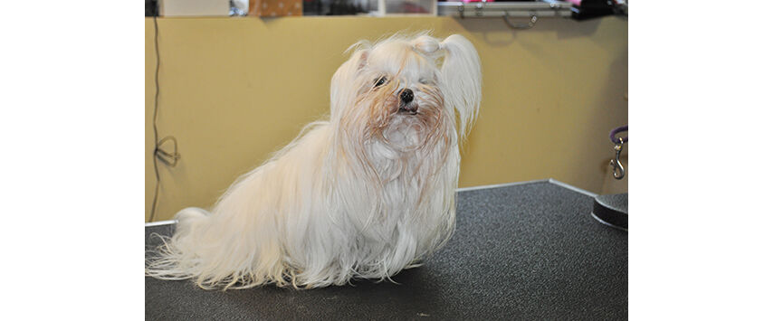 maltese coat