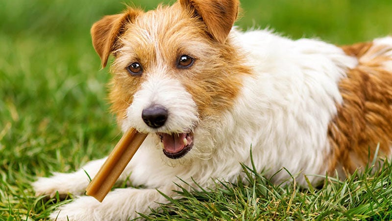 Sustainability, Transparency Shaping Future of Dog Chews & Treats