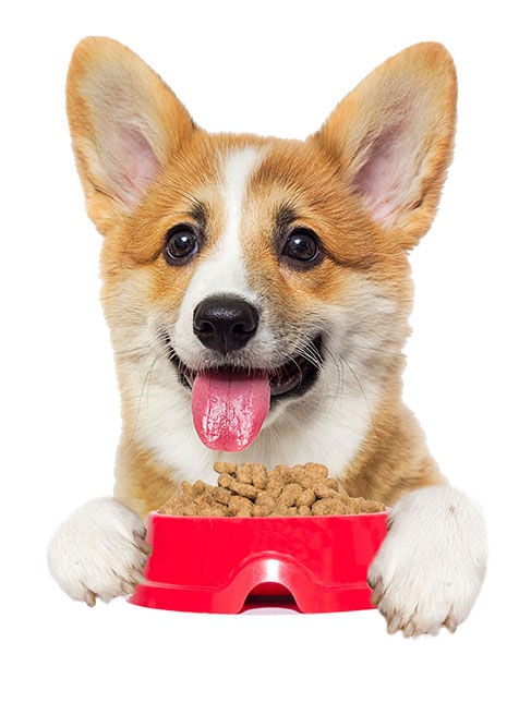 Corgi hotsell food allergies