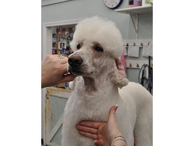 how to wash poodle face