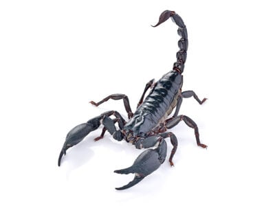 The Scorpion King | Pets & Products 