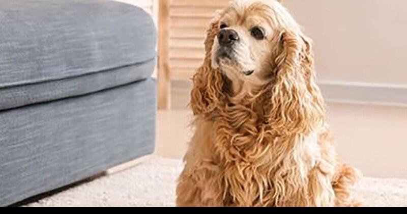 Cleansing Up Right after Pets | Latest Concern