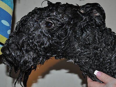 How to Groom a Kerry Blue Terrier