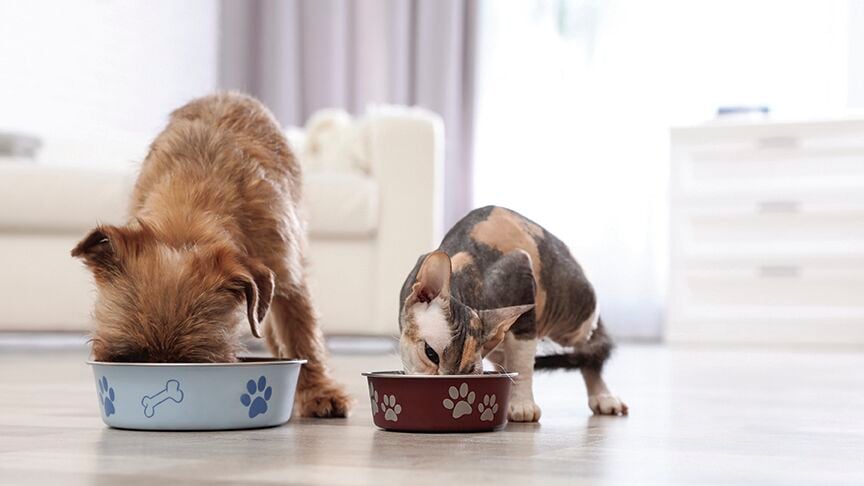Adorable dog and cat eating pet food together at home. Friends forever