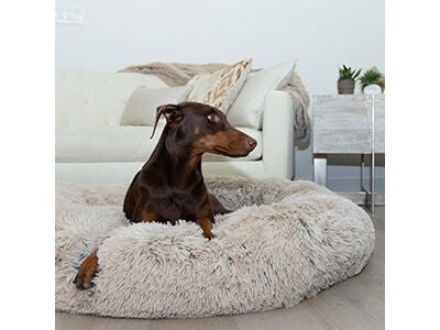 Pawsh brand clearance dog beds