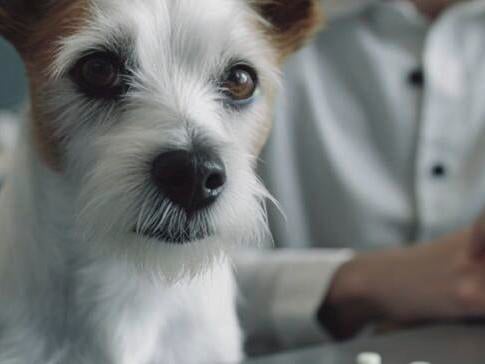 Keeping Pet Prescription Costs Manageable