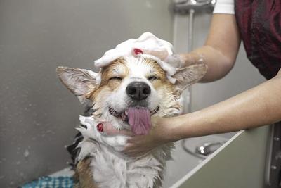 Dog getting washed