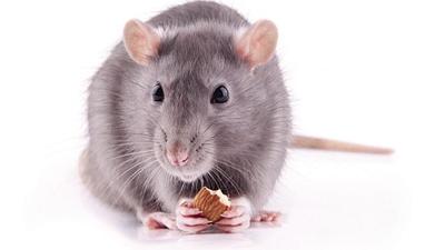 Rat eating almonds