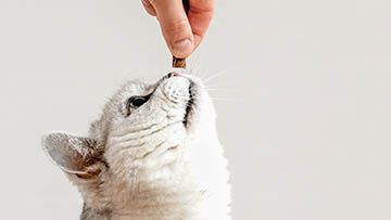 Treats To Satisfy Cat Cravings Pet Parent Demands Petbusiness Treats To Satisfy Cat Cravings Pet Parent Demands Petbusiness