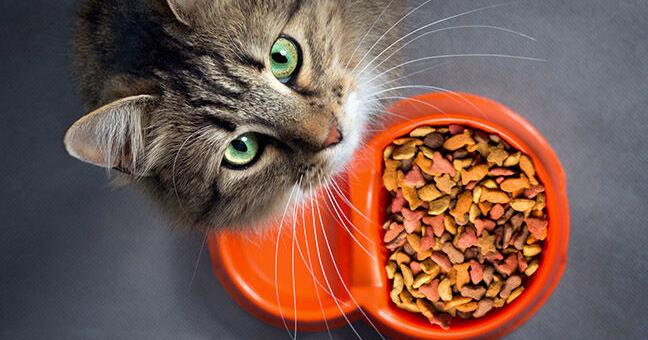 What’s New in Feline Nutrition? Diets | Current Issue