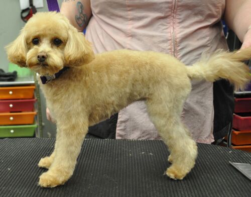 shih tzu poodle mix haircut