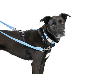 blue 9 dog harness