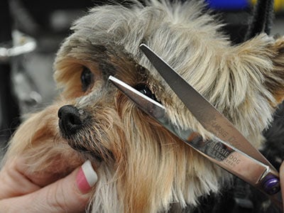 How to Trim a Yorkshire Terrier | Archives | petbusiness.com