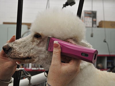 what blade for poodle face