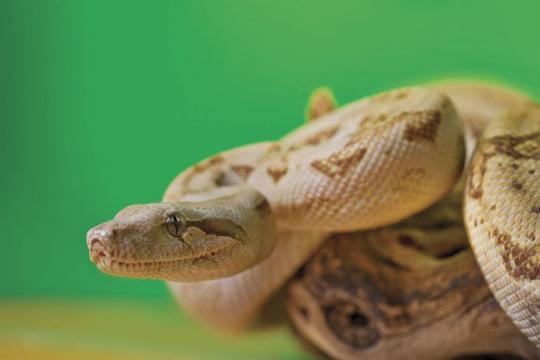 Why the Campaign to End PetSmart’s Sale of Exotic Animals is Dangerous