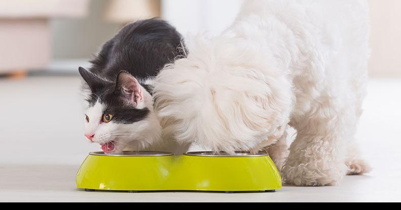 What is Natural Pet Food? |
