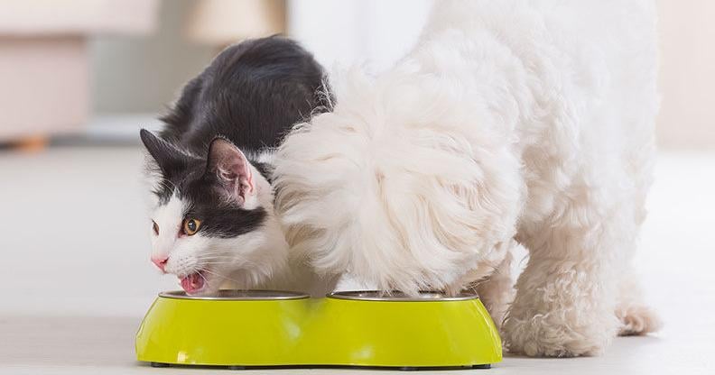 What is Natural Pet Food? | What is Natural Pet Food? |