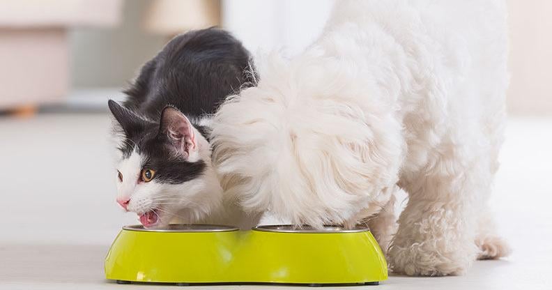 What is Natural Pet Food? |