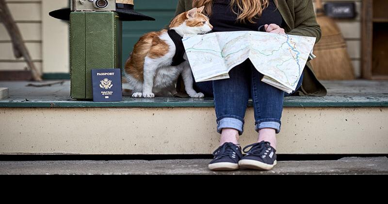 The Latest Trends in Pet Travel Products | Featured Articles