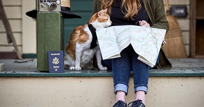 The Latest Trends in Pet Travel Products | Featured Articles The Latest Trends in Pet Travel Products | Featured Articles
