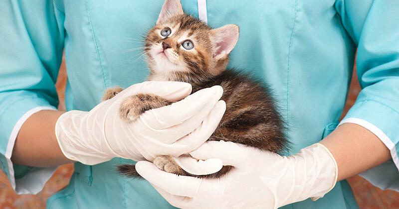 Enhancing Feline Health | Pets & Products