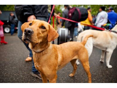 should dogs be kept on a lead in public places