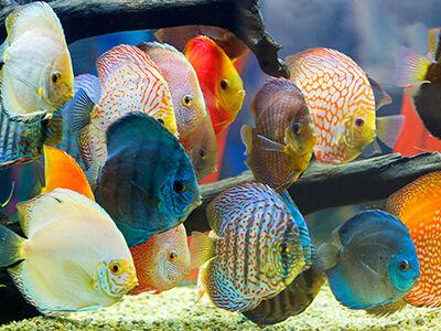 Freshwater Fish Livestock Report Archives Petbusiness Com