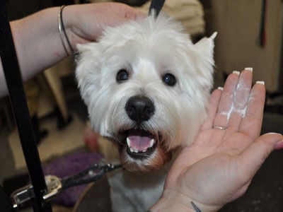 should you shave a westie