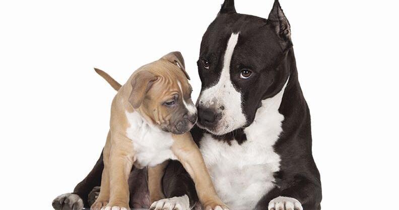 Caring for Pets at Each and every Stage of Life | Recent Problem Caring for Pets at Each and every Stage of Life | Recent Problem