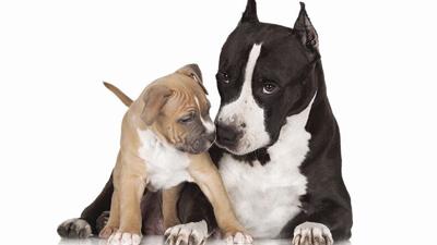 staffordshire terrier puppy with mother