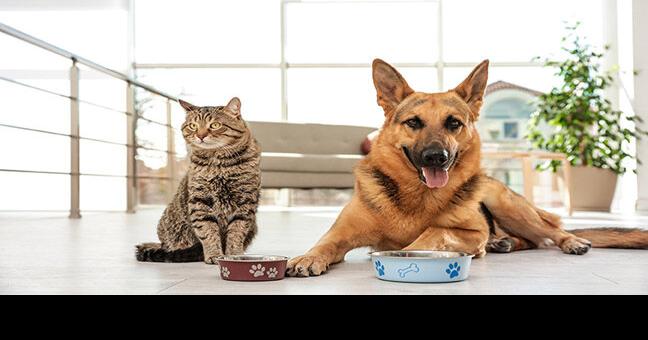 The Next Big Trends in Pet Food | Current Issue