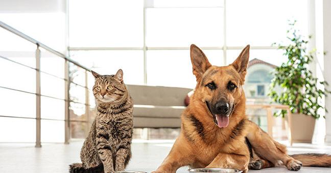 The Next Big Trends in Pet Food | Current Issue