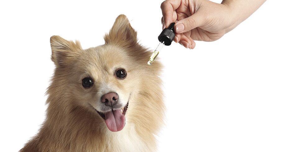 The Latest Developments in CBD for Pets |