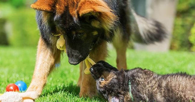 Pet Products for All Phases | Current Issue Pet Products for All Phases | Current Issue