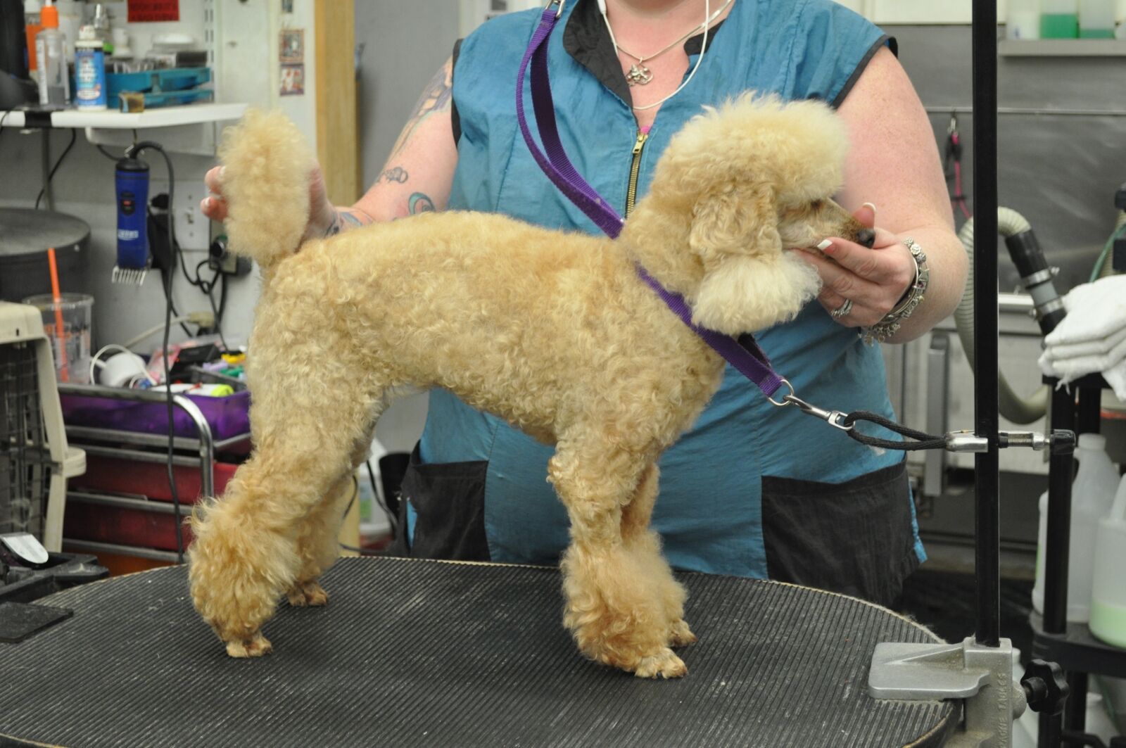 Mini Poodle Bikini Clip Grooming Business petbusiness