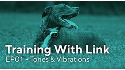 Link Expands Smart Wearable Pet Technology To Include Dog Training Video Series