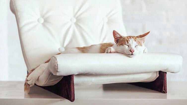 Kitten sleeps on soft couch
