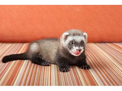 How To Take Care Of Ferrets Pets Products Petbusiness Com