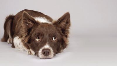 Red and white border collie