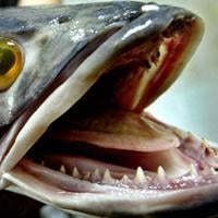 Why the Snakehead Fish is So Dangerous | Blogs | petbusiness.com