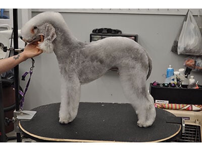 Grooming a best sale bedlington terrier