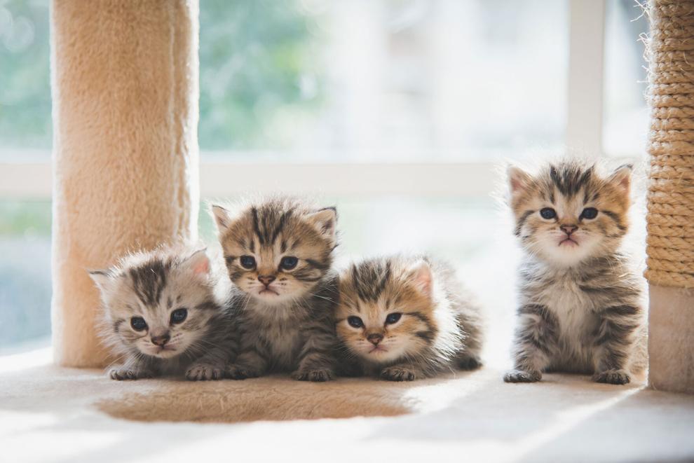 The Profitable Business of Kitty Litter