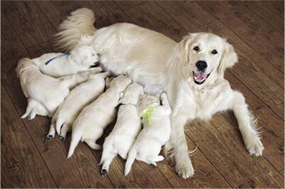 Plc Endorses Purdue Project To Establish Dog Breeding Standards News Petproductnews Com