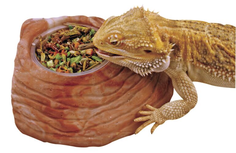 reptile foods