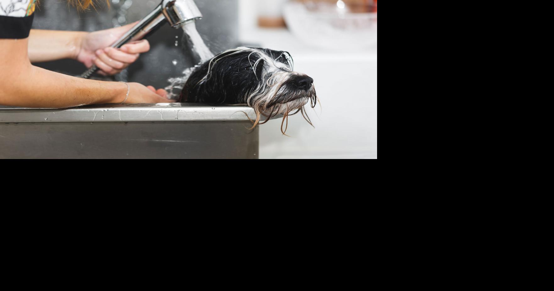 How Grooming Salons, Retailers that Are Expanding Services Are Using